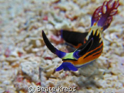 Nembrotha at 100 feet on the sandbottom , taken with my C... by Beate Krebs 
